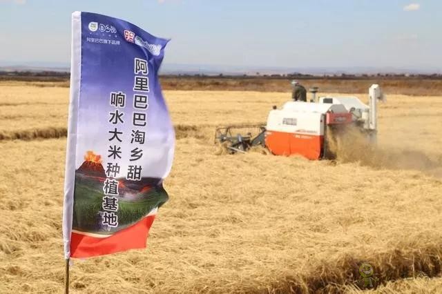 未來(lái)農(nóng)業(yè)價(jià)值可期！阿里、京東、華為，碧桂園紛紛發(fā)力數(shù)字農(nóng)業(yè)