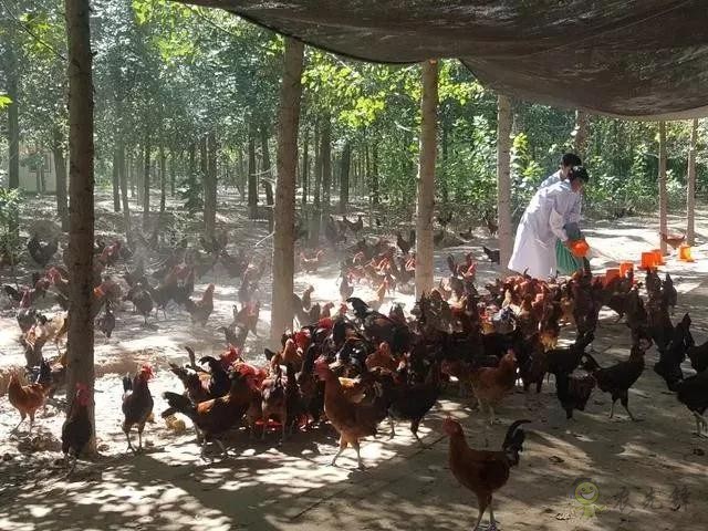 京東的這些“網紅”農業項目,你都知道嗎?