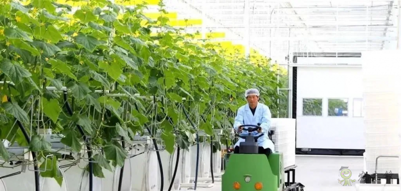 成串小番茄你見過嗎？“現代農業”讓崇明農戶“靠數據吃飯”