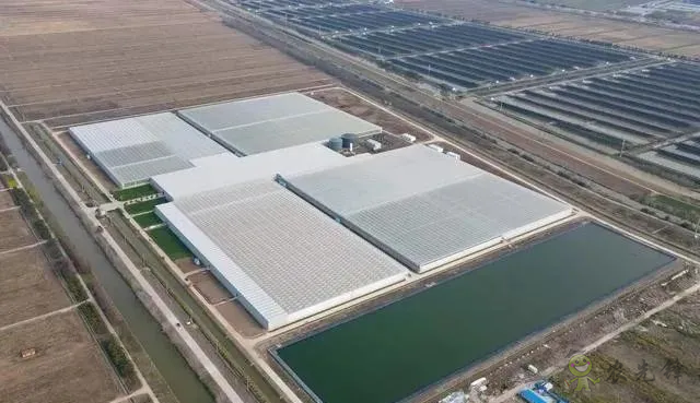 成串小番茄你見過嗎？“現代農業”讓崇明農戶“靠數據吃飯”