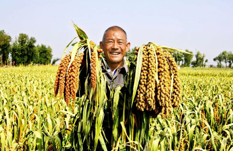 【結(jié)構(gòu)調(diào)整】張雜谷:發(fā)揮旱作優(yōu)勢 打造富民產(chǎn)業(yè)