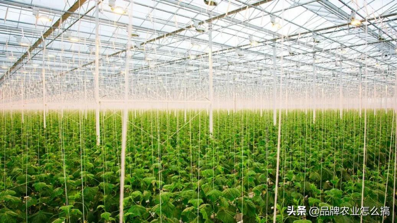數智農業:中國農業未來十年的歸宿
