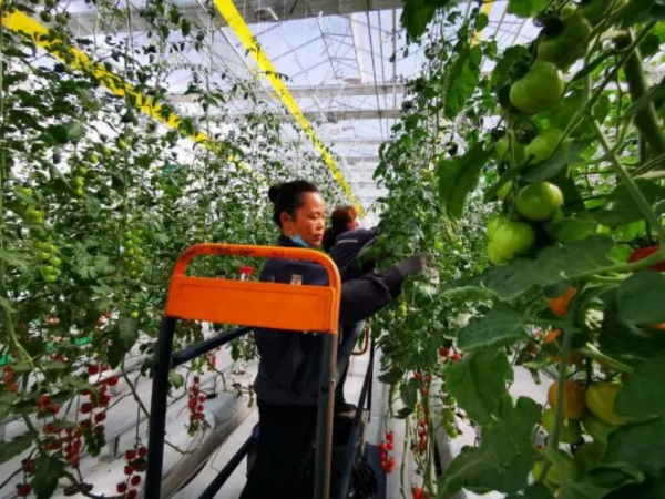 人均年收入40萬+，壽光蔬菜成功秘訣到底是什么