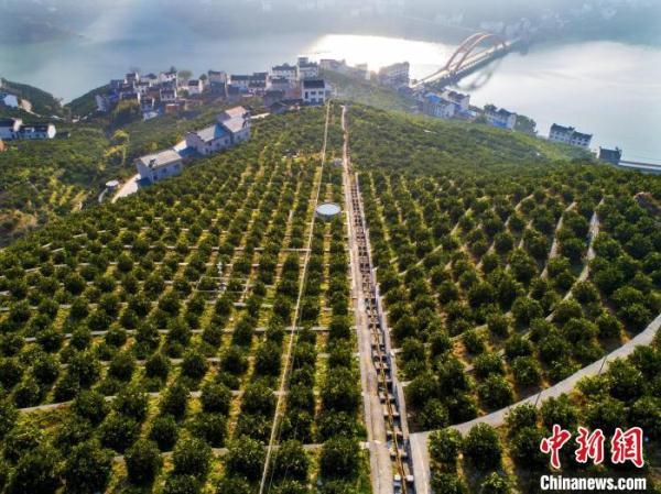 三峽庫區(qū)湖北秭歸：智慧農(nóng)業(yè)釋放“紅利”