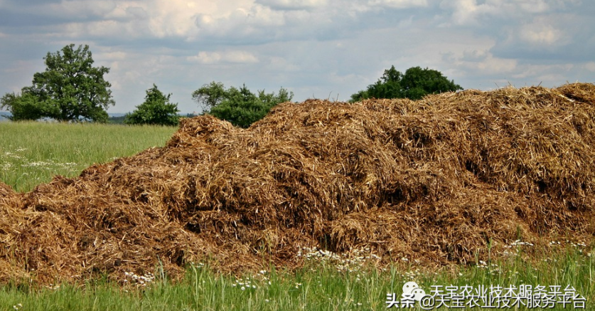 羊糞、豬糞、雞糞養(yǎng)分高如何用?國家發(fā)布十大關(guān)鍵技術(shù)