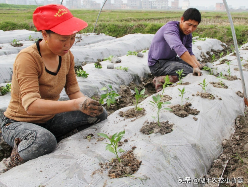農作物起壟種植有哪些好處?起壟時如何確定最佳壟高?