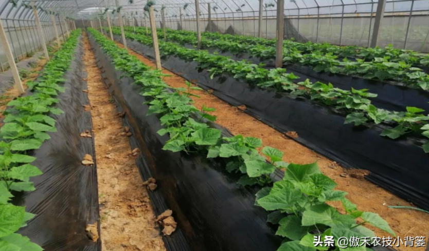 農作物起壟種植有哪些好處?起壟時如何確定最佳壟高?