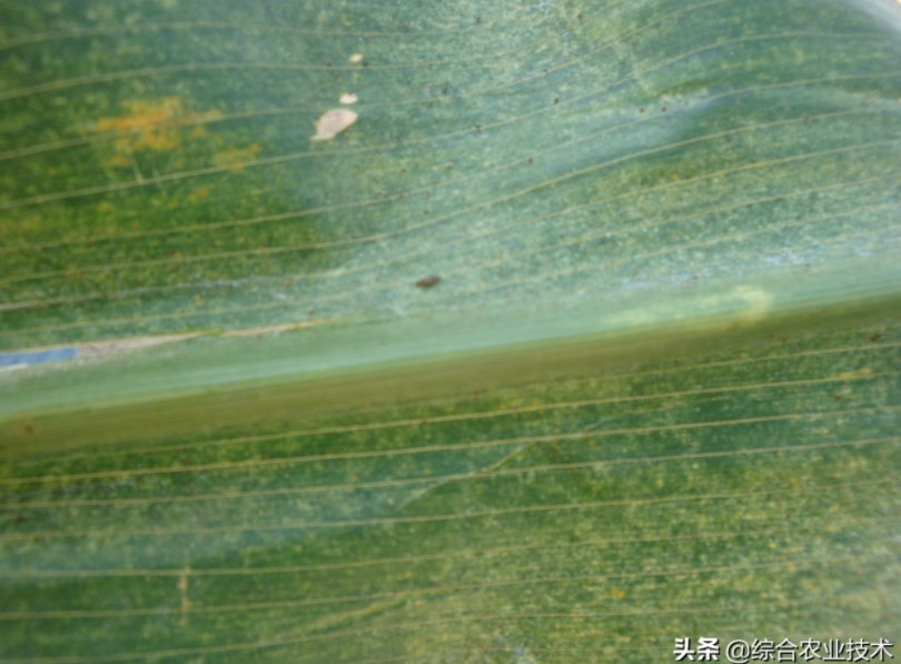  玉米地病蟲害越來越重，冬季閑了有辦法預防病蟲害嗎？