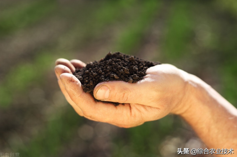 玉米地病蟲害越來越重，冬季閑了有辦法預防病蟲害嗎？