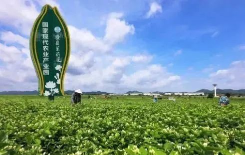 【縣域農(nóng)業(yè)】縣域是未來農(nóng)業(yè)品牌建設(shè)的主戰(zhàn)場！