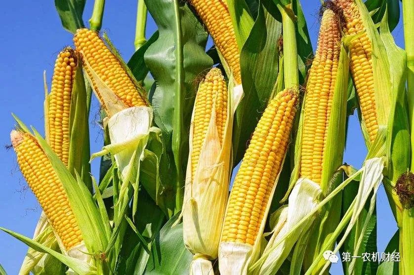 玉米淀粉限制出口了，玉米將繼續值錢
