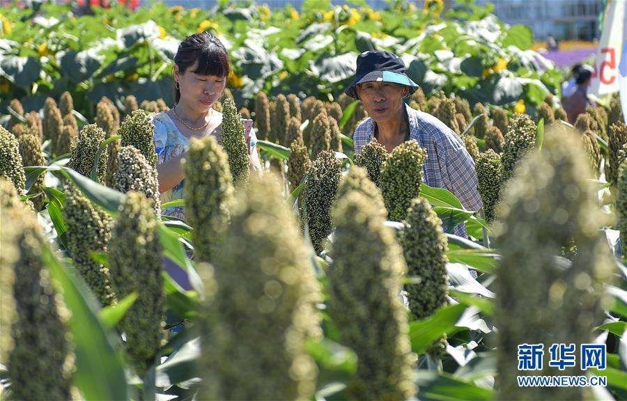 黃宗智: 為什么美國式大農場農業(yè)注定在中國行不通?