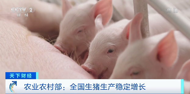 豬肉價格，為何漲了？接下來怎么走？農(nóng)業(yè)農(nóng)村部最新回應