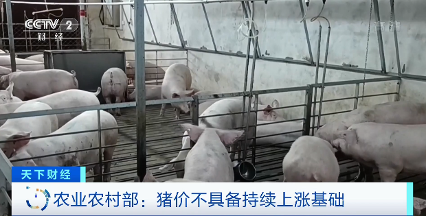 豬肉價格，為何漲了？接下來怎么走？農(nóng)業(yè)農(nóng)村部最新回應