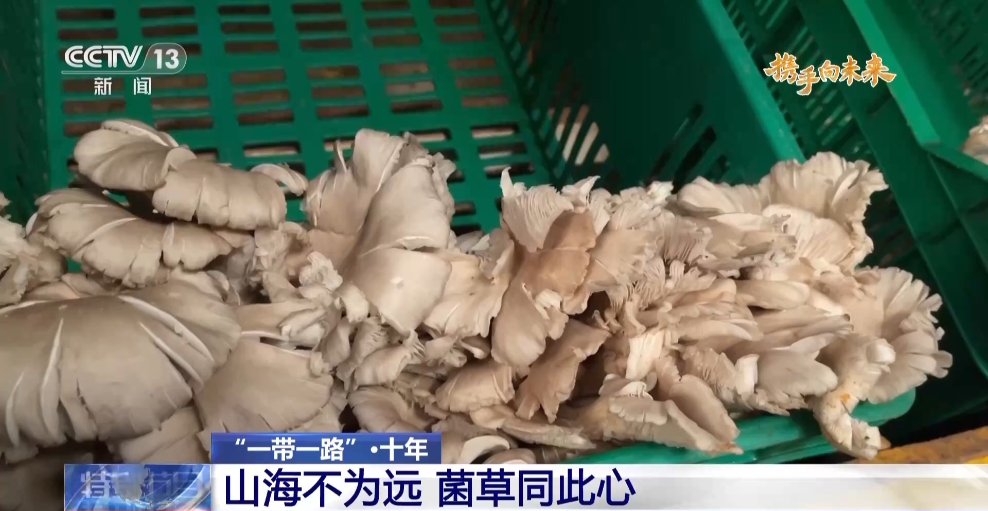 來自中國(guó)的菌草成為非洲多國(guó)民眾的“致富草”